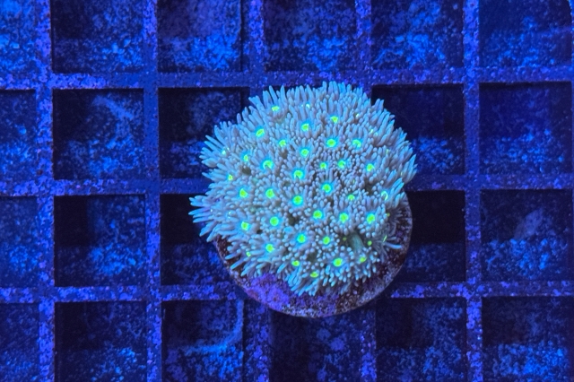 Goniopora
