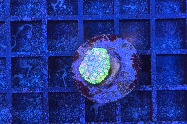 Goniopora