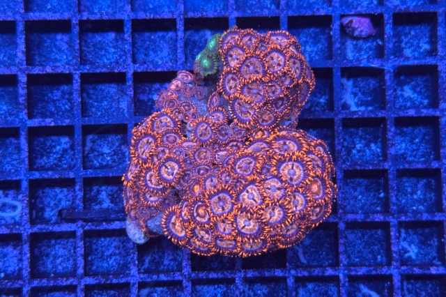 Zoanthus - 3835_10