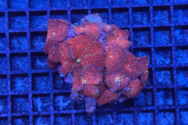 Discosoma