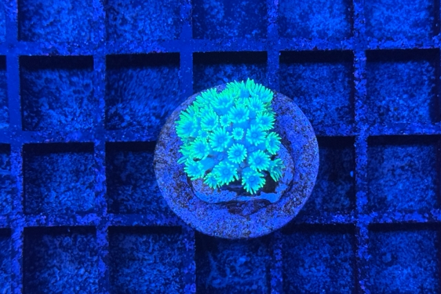 Goniopora - 5954_10