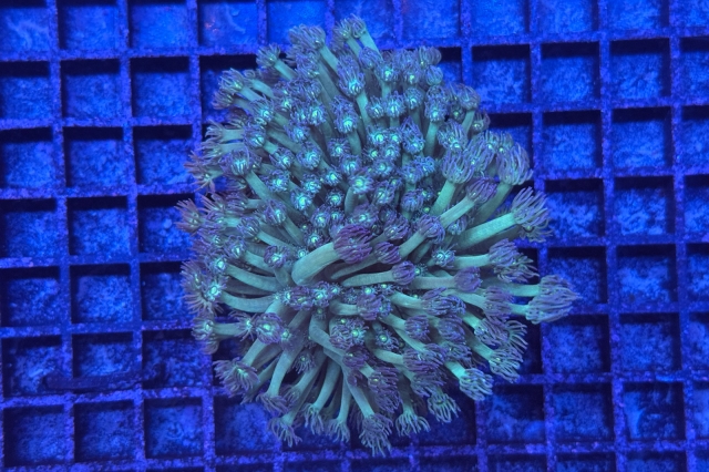 Goniopora - 3389_10