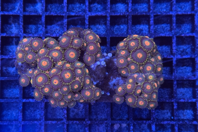 Zoanthus