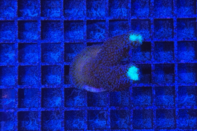 Stylophora pistillata Milka