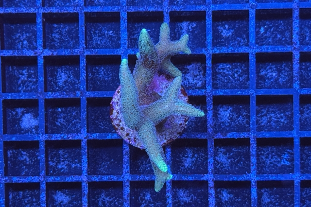 Seriatopora