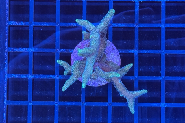 Seriatopora