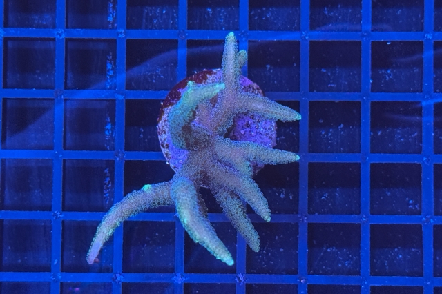 Seriatopora