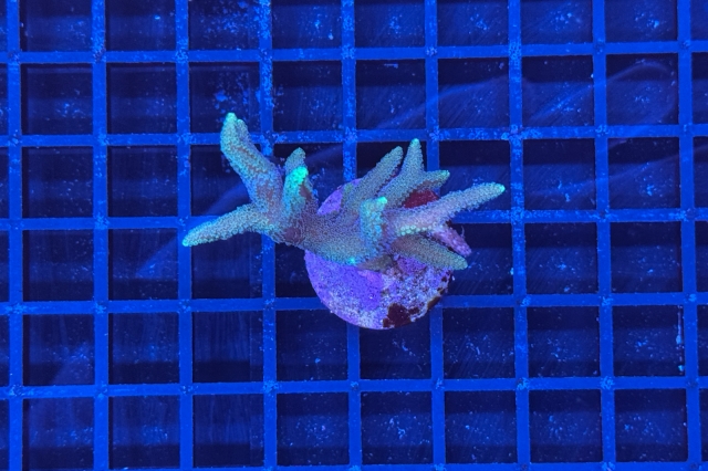Seriatopora