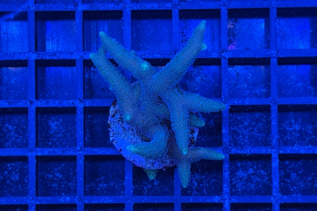 Seriatopora