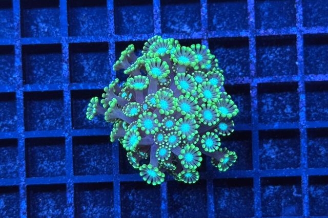 Alveopora 