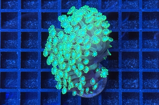 Alveopora 