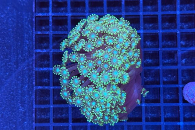 Alveopora  - 3327_10