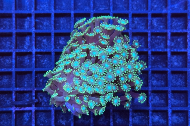 Alveopora 