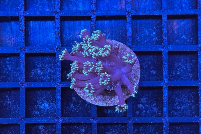 Goniopora