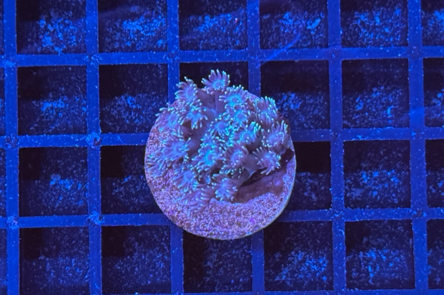 Goniopora