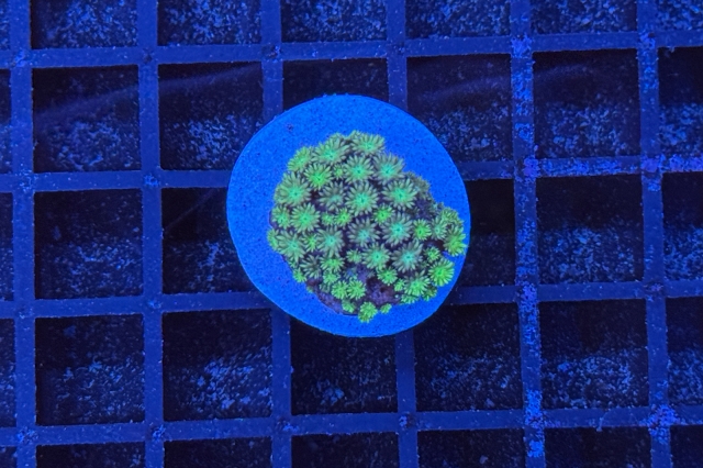 Goniopora