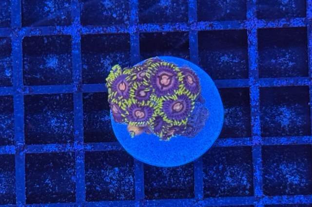 Zoanthus