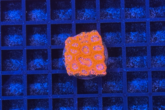 Micromussa