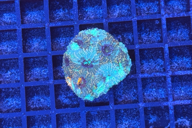 Acanthastrea echinata - 1886_10