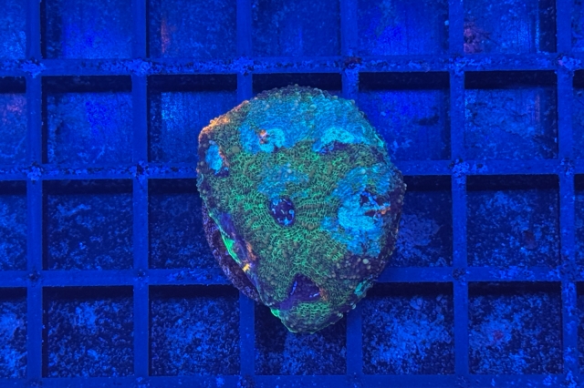 Acanthastrea echinata