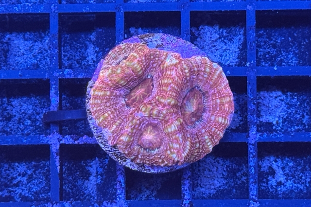 Acanthastrea bowerbanki