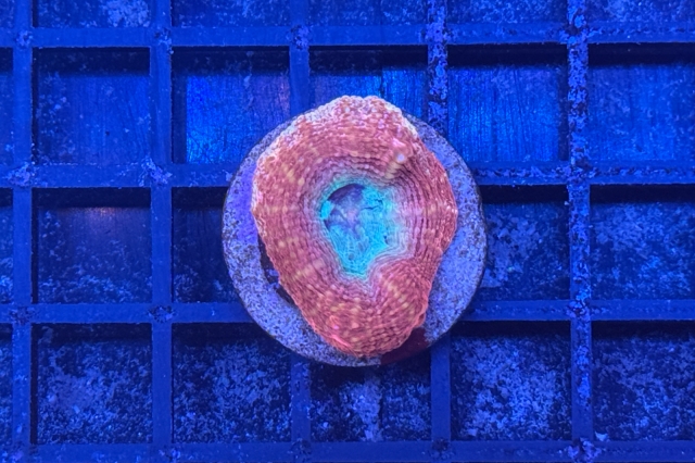 Acanthastrea bowerbanki
