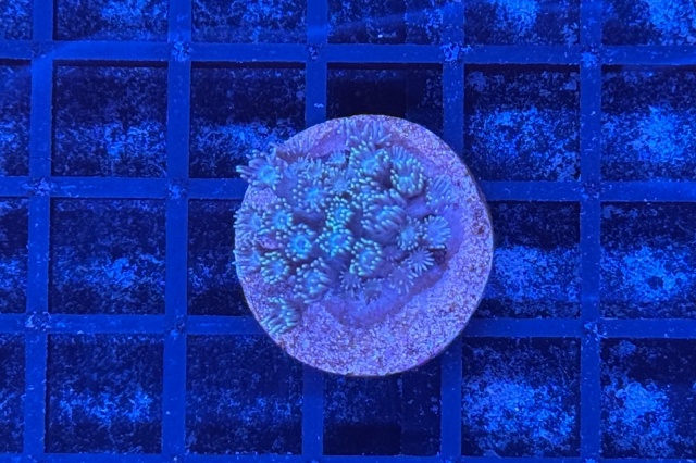 Goniopora