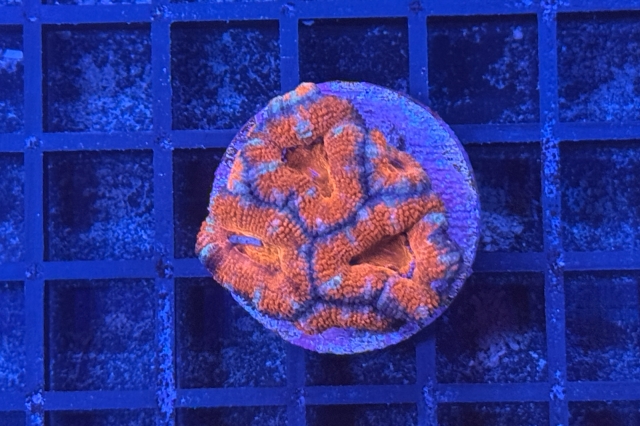 Acanthastrea lordhowensis - 1896_10