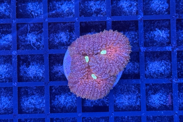 Symphyllia