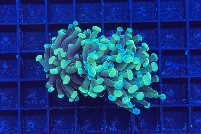 Euphyllia paraancora - 1632_10