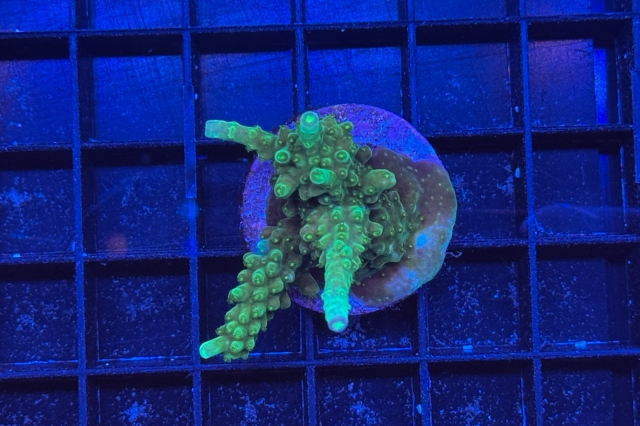 Acropora