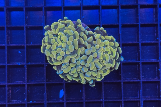 Euphyllia paraancora