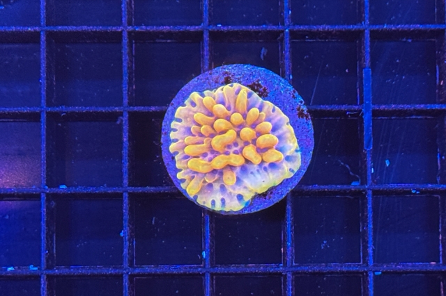 Montipora