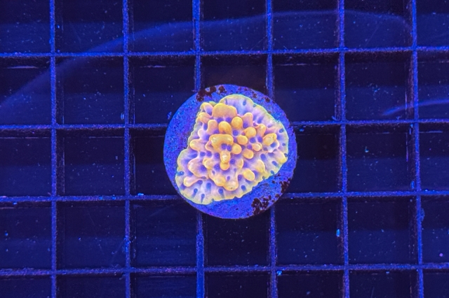 Montipora