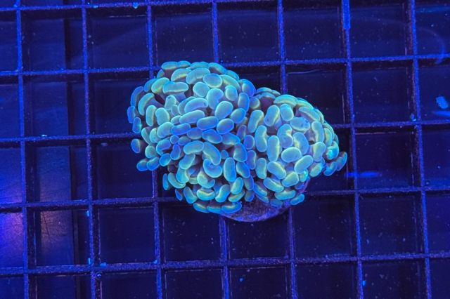 Euphyllia paraancora