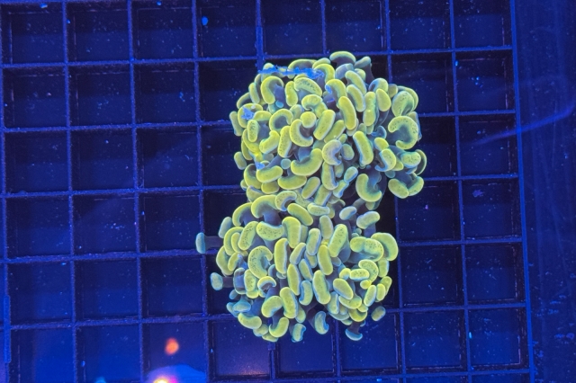 Euphyllia paraancora - 1890_10