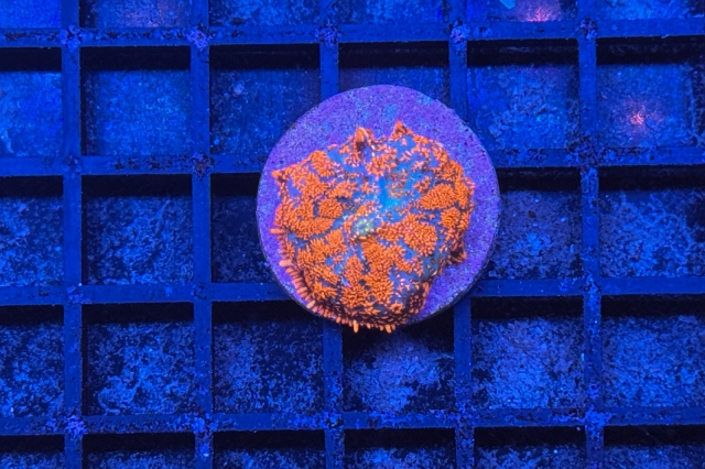Rhodactis - 2934_10