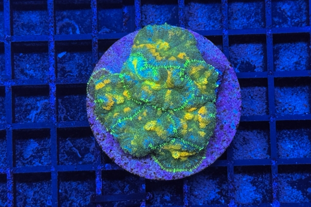 Rhodactis Multicolor