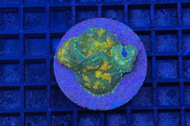 Rhodactis Multicolor - 5862_10