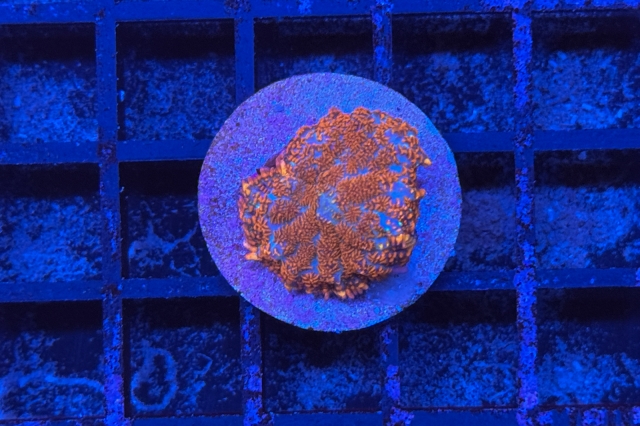 Rhodactis - 1891_10