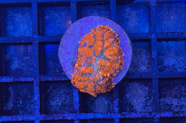 Rhodactis