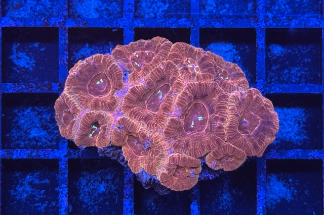 Acanthastrea lordhowensis