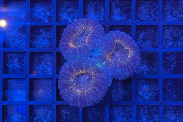 Lobophyllia