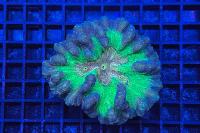 Pectinia - 4915_10