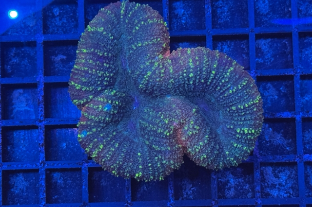 Lobophyllia