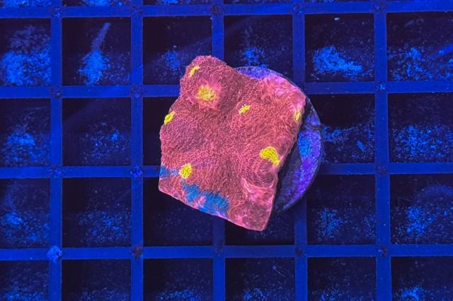 Chalice Ableger