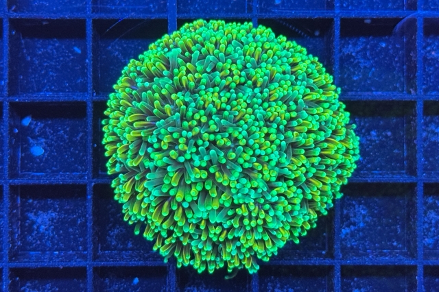Galaxea - 1950_10