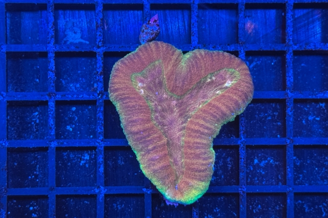 Symphyllia - 3951_10
