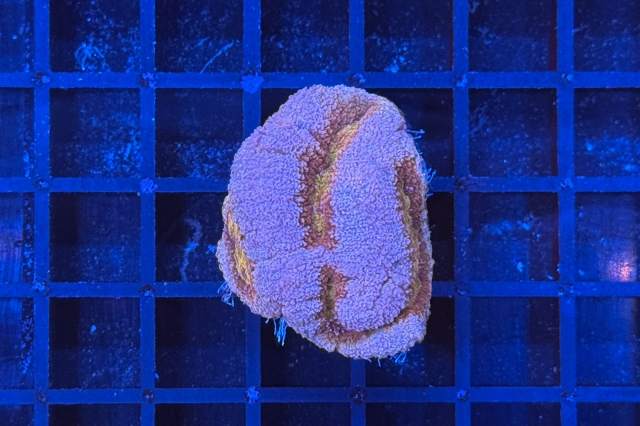 Symphyllia