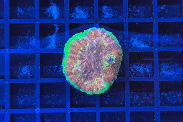 Symphyllia